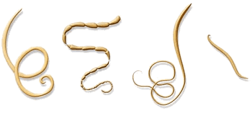 NEOflorax aide contre tous les helminthes connus