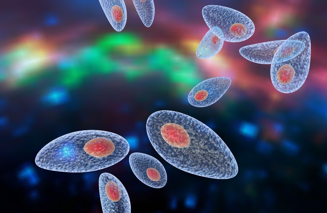 Agents pathogènes de la toxoplasmose dans le corps